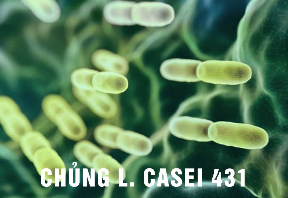 chủng L. casei 431