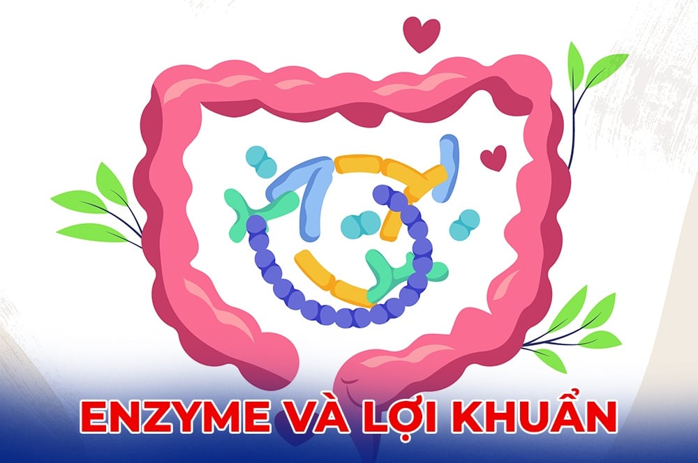 Enzymes and probiotics