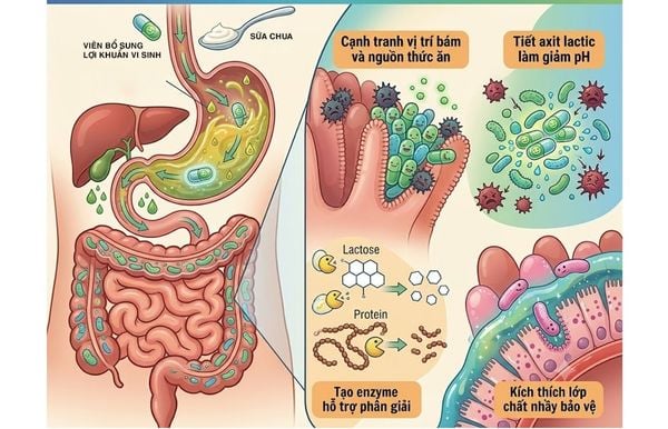 Cách probiotic hoạt động khi đi qua đường ruột