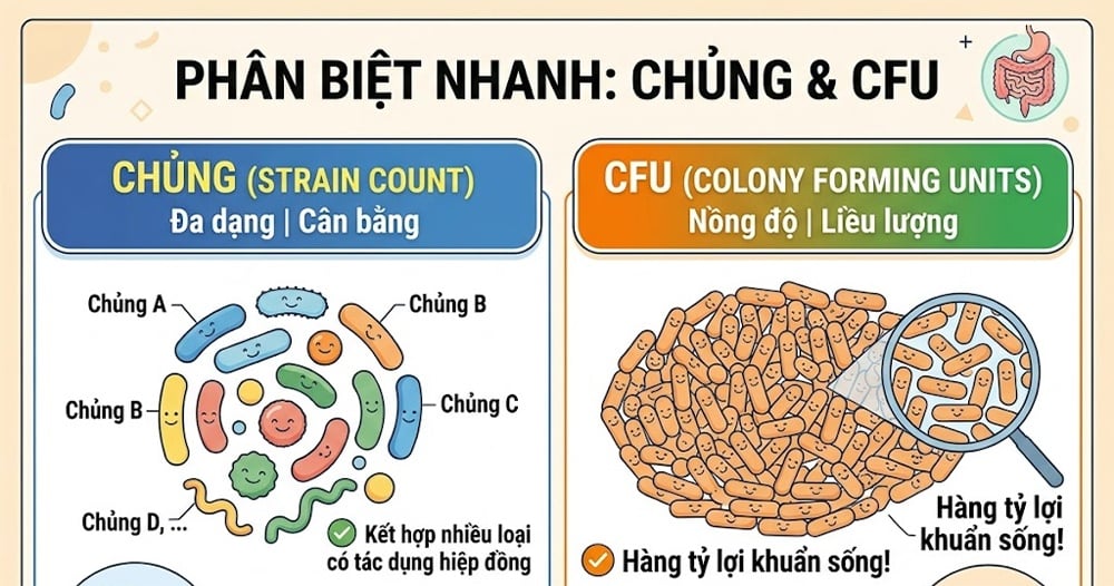 phân biệt chủng lợi khuẩn và cfu