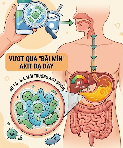 Probiotic phải còn sống khi tới ruột