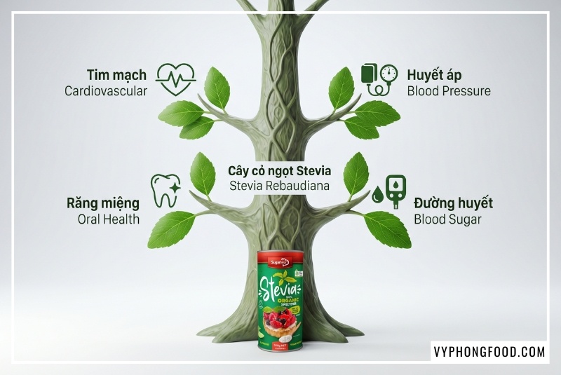Hình ảnh minh họa cây cỏ ngọt có tác dụng gì trong y học hỗ trợ điều hòa huyết áp, kháng khuẩn răng miệng và sản phẩm Đường cỏ ngọt Sugarless dạng lon 350g hữu cơ của Úc giúp người tiểu đường, người ăn kiêng Keto thay thế hoàn toàn đường tinh luyện.
