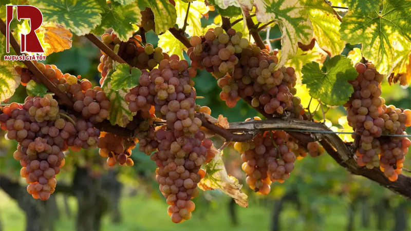 Đặc trưng giống nho Gewurztraminer