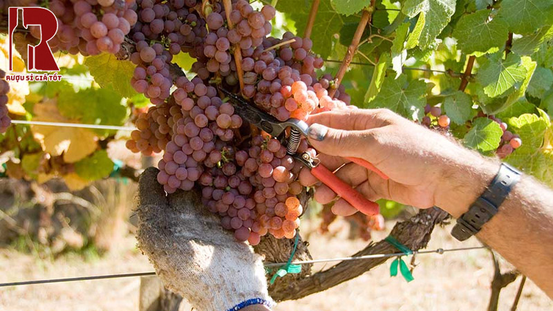 Giá rượu vang nho Gewurztraminer bao nhiêu?