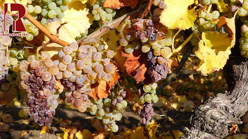 Rượu vang Đức làm từ giống nho gì?