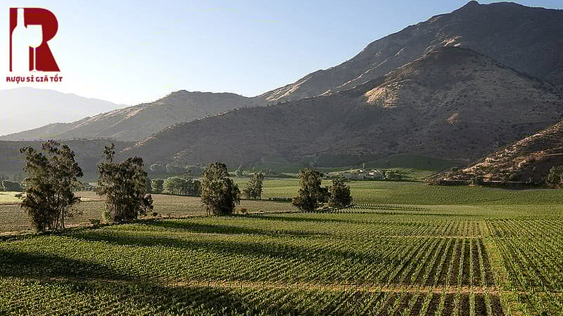 Central Valley là một trong những khu vực sản xuất rượu vang lớn và nổi bật nhất của Chile