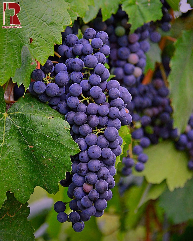 Rượu Vang Central Valley chắc chắn sẽ làm hài lòng quý khách nhờ chất lượng rượu đậm đà, cao cấp và êm ái