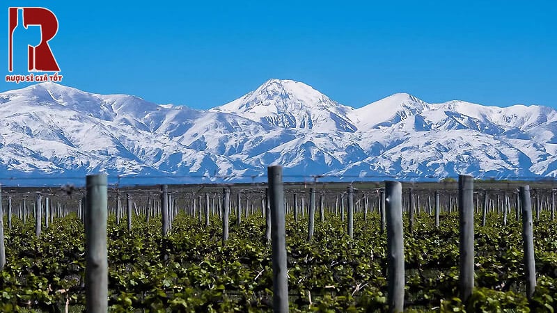 Mendoza nổi bật với những chai rượu vang đậm đà và đầy bản sắc