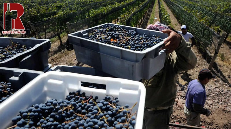 Rượu vang Argentina làm từ những giống nho gì?