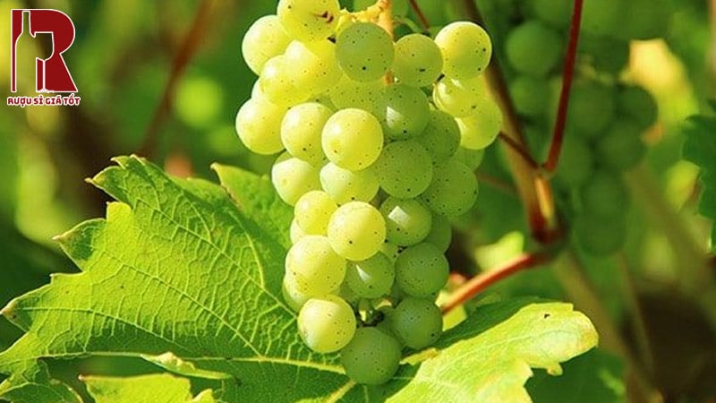 Vang Trắng Chardonnay