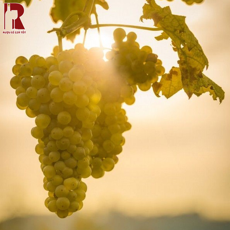 Vang Trắng Sauvignon Blanc