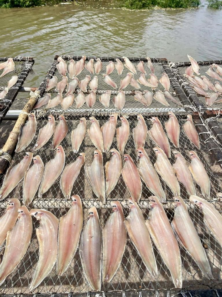 Cá Lưỡi Trâu 1 Nắng