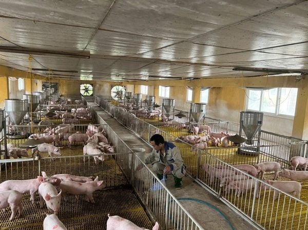 Những sai lầm thường gặp khi xây chuồng heo
