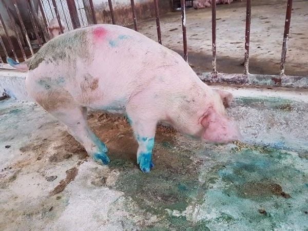 Cách phòng bệnh lở mồm long móng hiệu quả