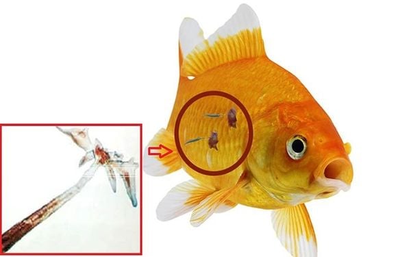 Dấu hiệu cá có thể đang gặp vấn đề do ký sinh trùng