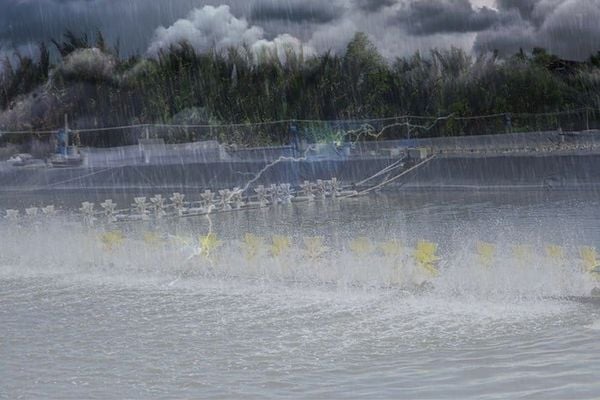 Kiểm tra ao ngay sau những trận mưa lớn