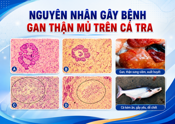 Tác nhân gây bệnh gan thận mủ ở cá