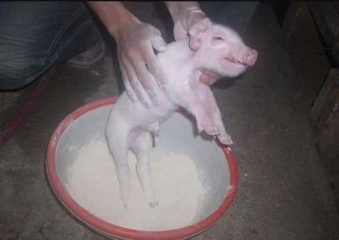 Lau khô và giữ ấm ngay sau khi heo sinh