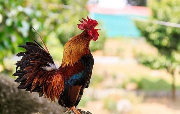 CHO GÀ NHANH RA LÔNG: 7 CÁCH HIỆU QUẢ GIÚP LÔNG MỌC ĐỀU, MƯỢT