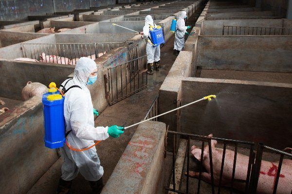 CÁCH PHUN THUỐC SÁT TRÙNG CHUỒNG TRẠI ĐÚNG CHUẨN GIÚP BẢO VỆ ĐÀN VẬT NUÔI