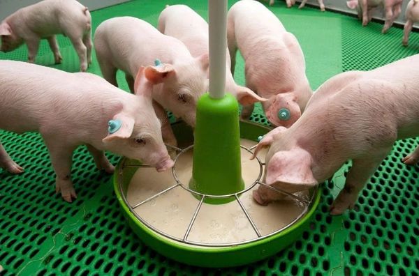 Tập ăn đúng thời điểm, hỗ trợ hệ tiêu hóa