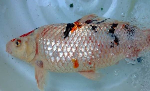 Ký sinh trùng ở cá là gì?