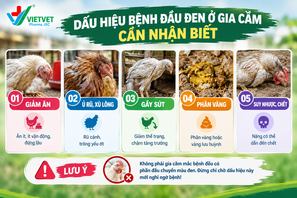 Dấu hiệu bệnh đầu đen ở gia cầm cần nhận biết
