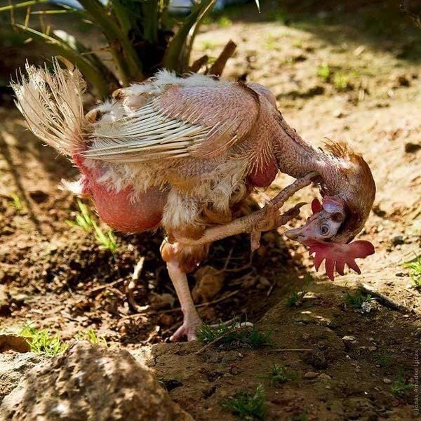 Gà thay lông bao lâu thì mọc lại?