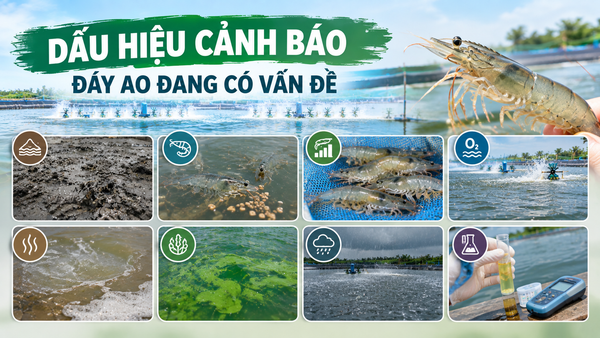 Dấu hiệu cảnh báo đáy ao đang có vấn đề