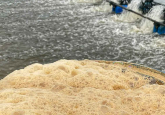 Aquaculture probiotics help improve water quality, treat toxic gases, and maintain a stable pond environment, supporting healthy growth of shrimp and fish.