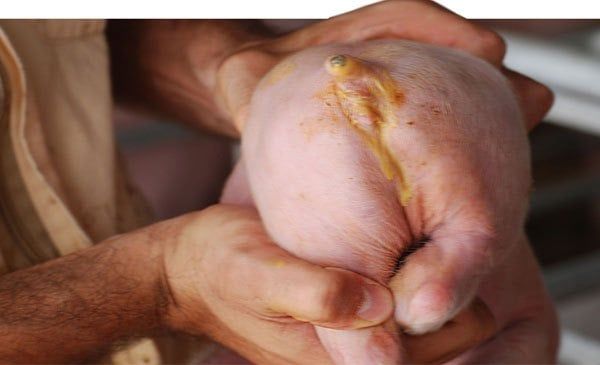 Vì sao heo con rất dễ bị tiêu chảy?
