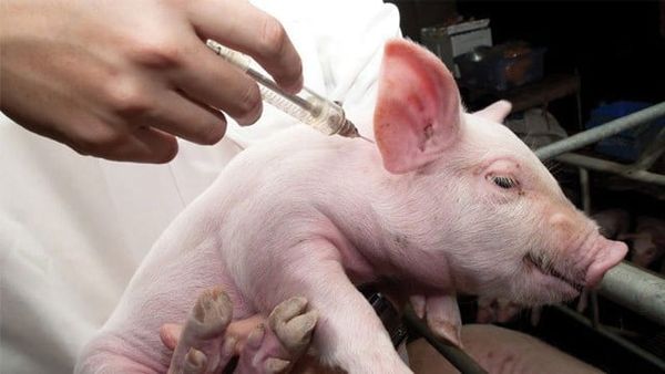 5 cách phòng tiêu chảy cho heo con hiệu quả