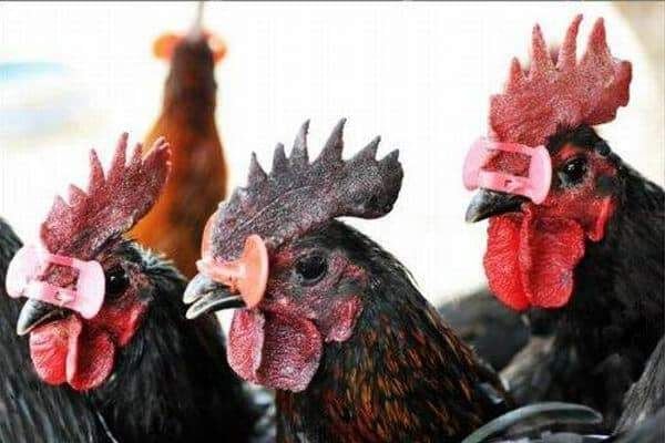 Bệnh đầu đen ở gia cầm là gì?