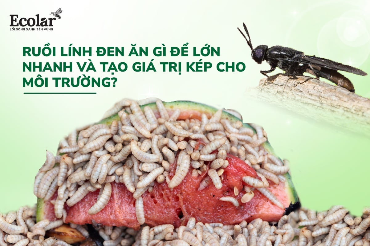 Ấu Trùng Ruồi Lính Đen Ăn Gì Để Lớn Nhanh Và Tạo Giá Trị Kép Cho Môi Trường?