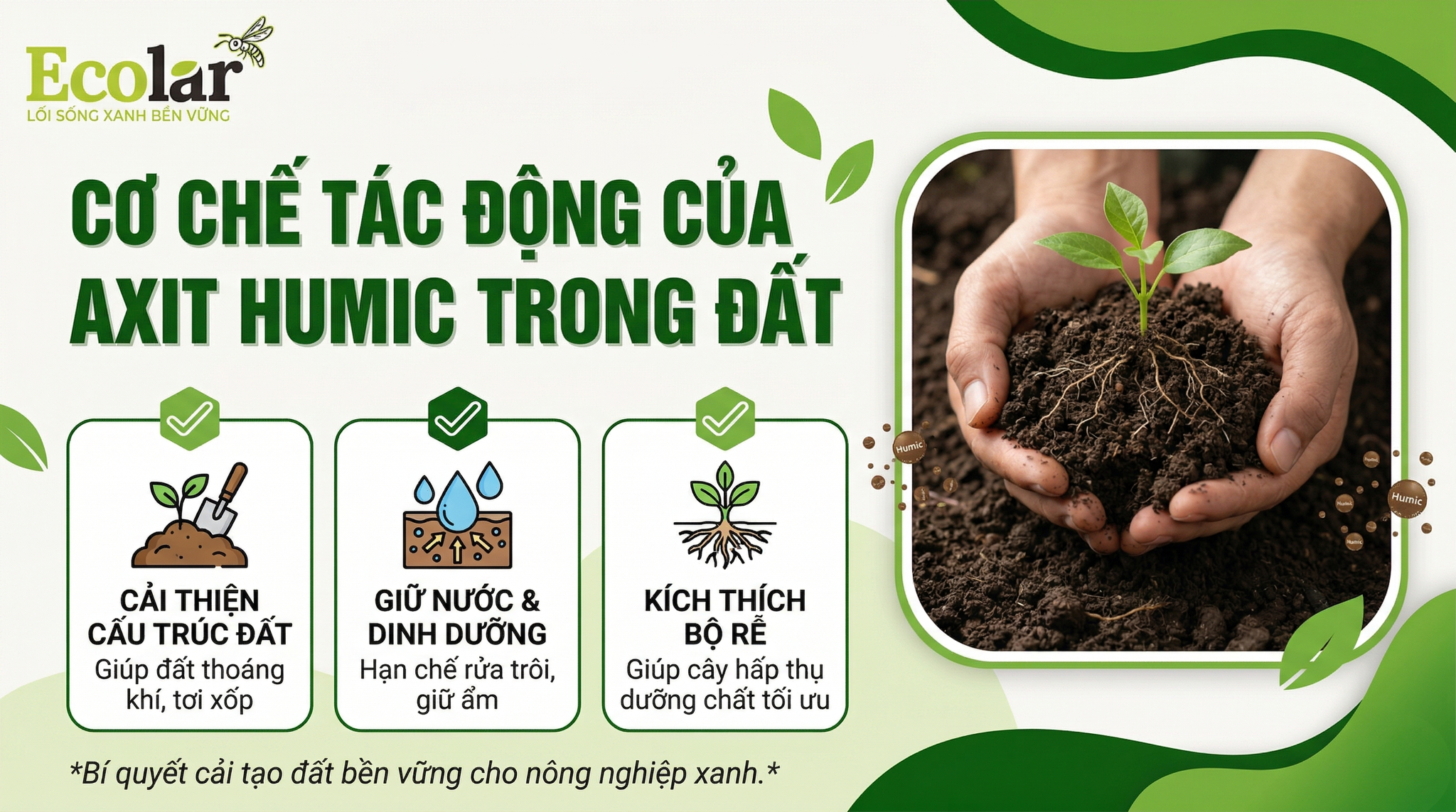 Axit humic hoạt động như thế nào trong đất? — Cơ chế, tương tác và hệ quả đối với quá trình đất