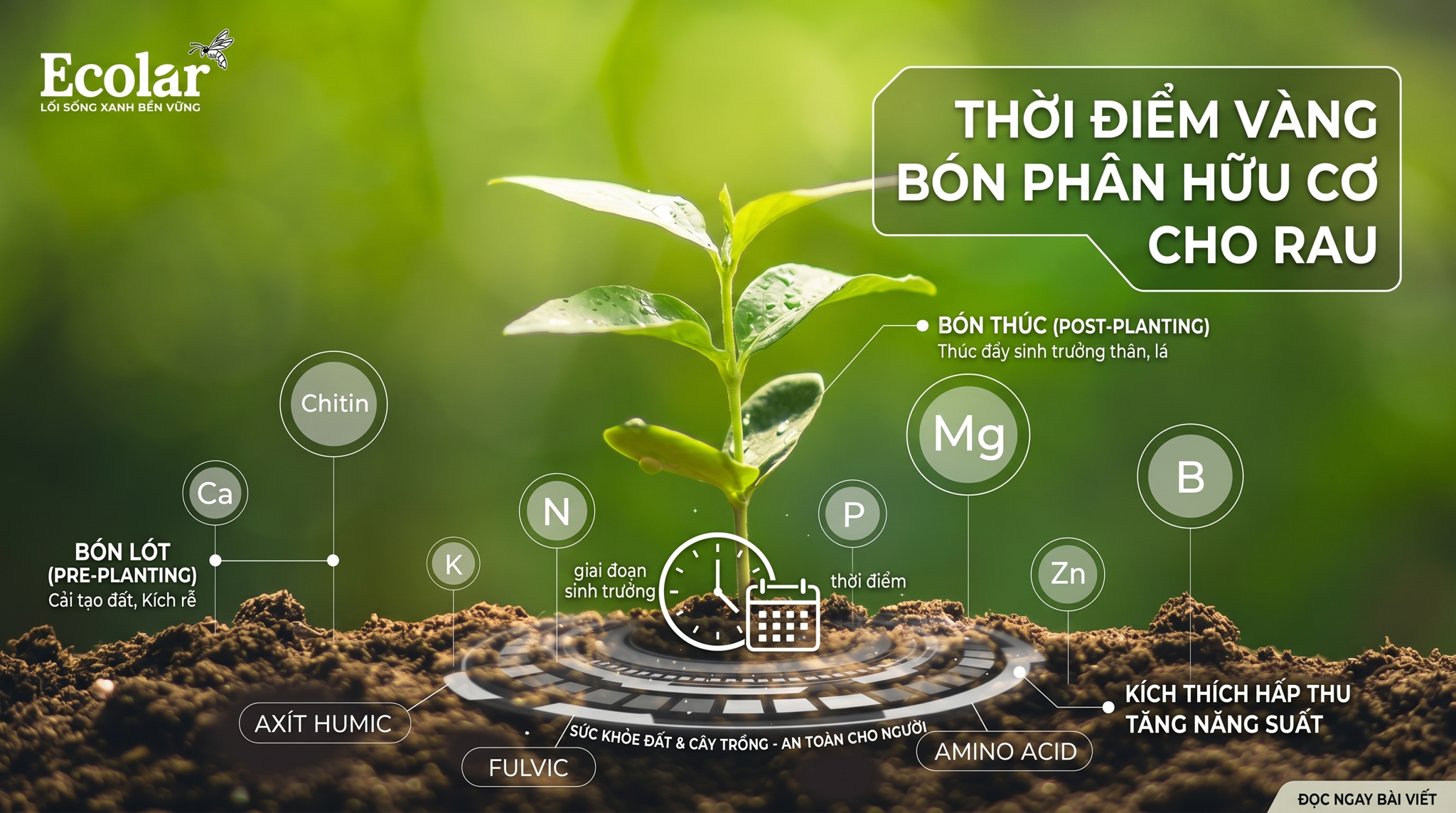 Khi Nào Nên Bón Phân Hữu Cơ Cho Rau? Thời Điểm Chuẩn Dễ Áp Dụng