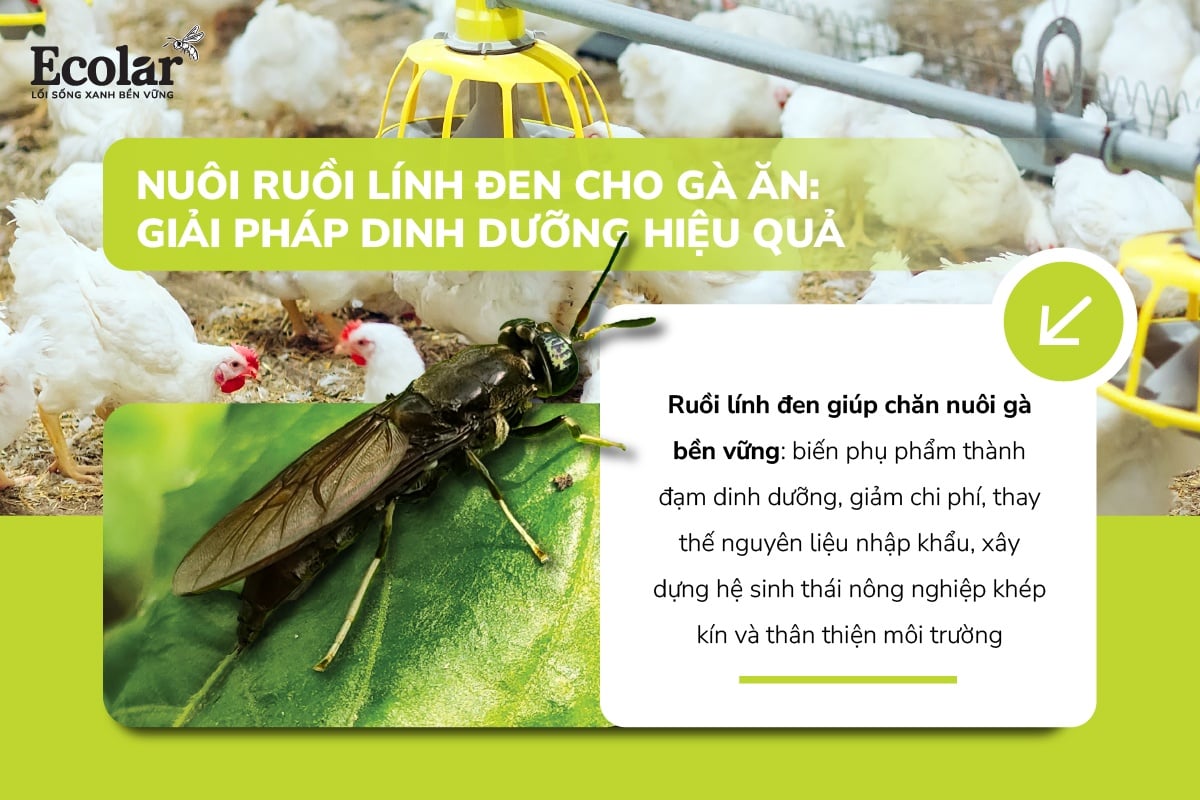 Nuôi Ruồi Lính Đen Cho Gà Ăn: Giải Pháp Dinh Dưỡng Hiệu Quả