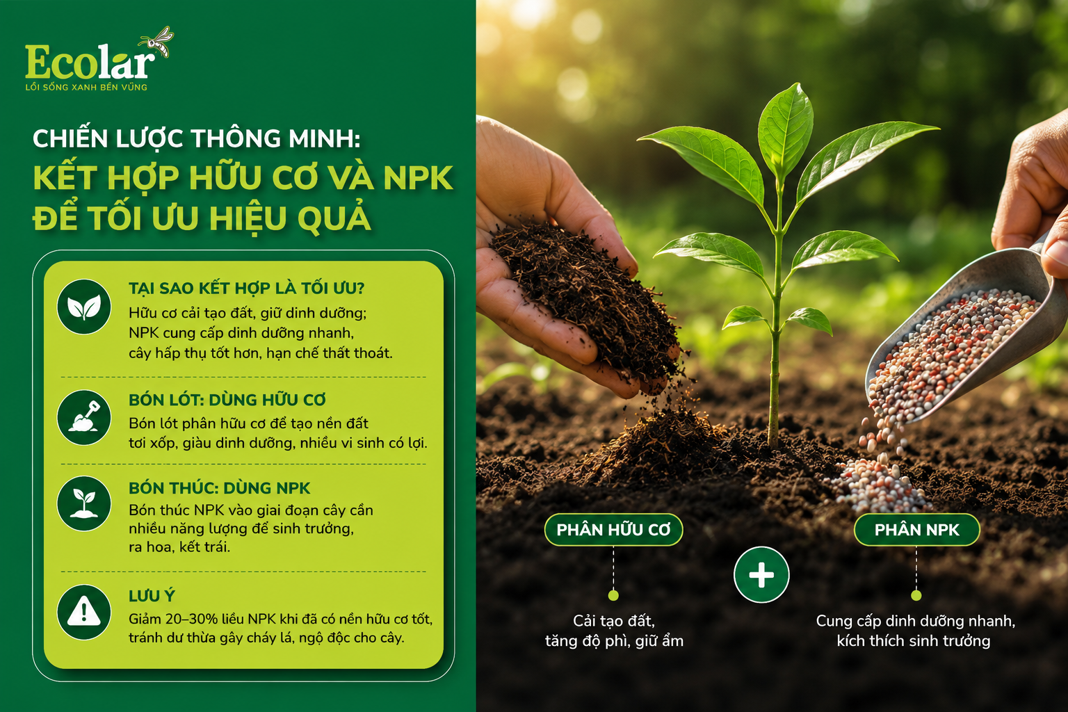 Chiến Lược Thông Minh: Kết Hợp Hữu Cơ và NPK Để Tối Ưu Hiệu Quả