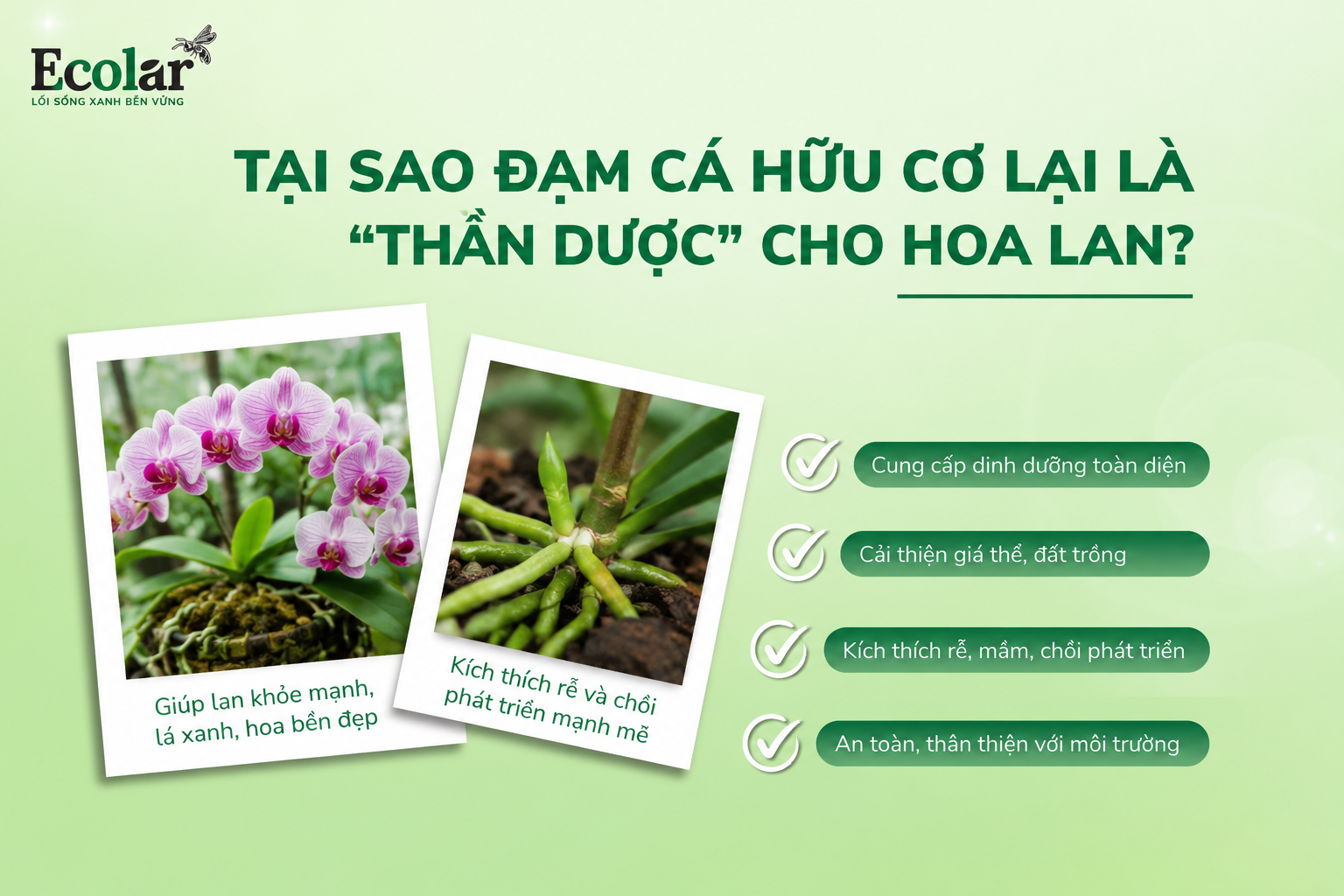 Tại Sao Đạm Cá Hữu Cơ Lại Là 'Thần Dược' Cho Hoa Lan?