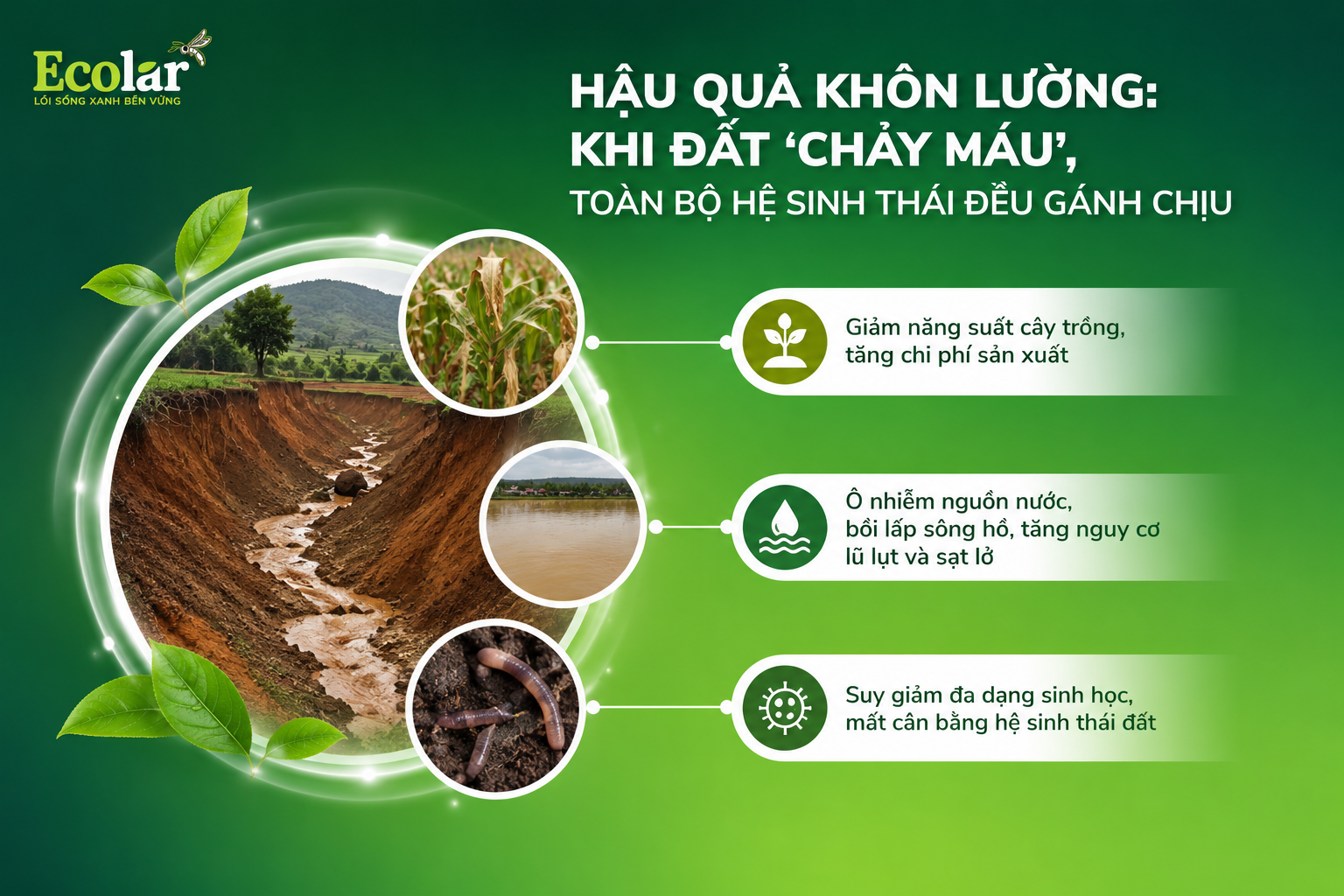 Hậu Quả Khôn Lường: Khi Đất 'Chảy Máu', Toàn Bộ Hệ Sinh Thái Đều Gánh Chịu