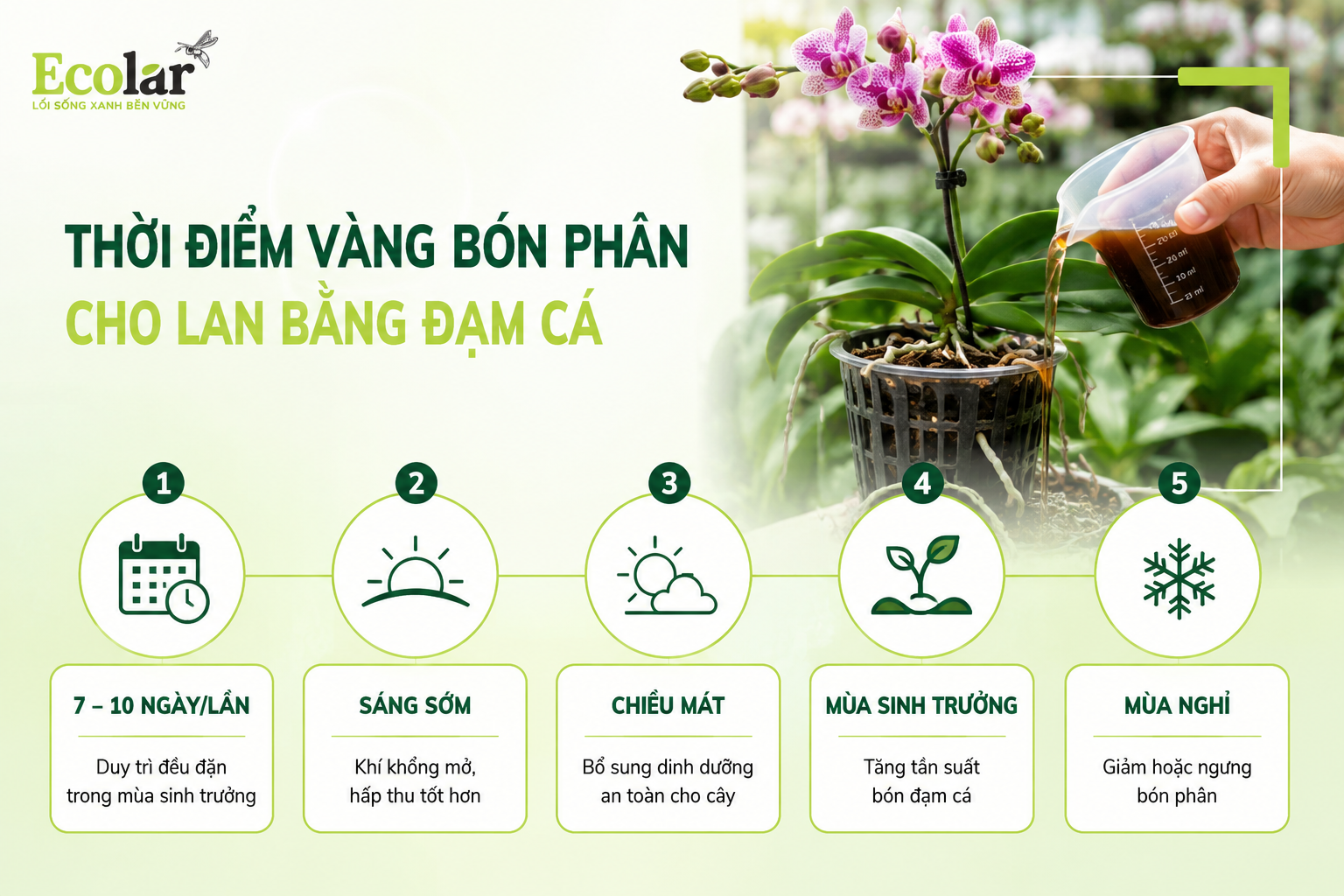Thời Điểm Vàng Bón Phân: Lịch Trình & Tần Suất Sử Dụng Đạm Cá Tối Ưu