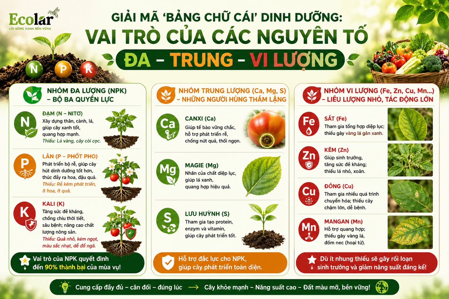 Giải Mã 'Bảng Chữ Cái' Dinh Dưỡng: Vai Trò Của Các Nguyên Tố Đa - Trung - Vi Lượng