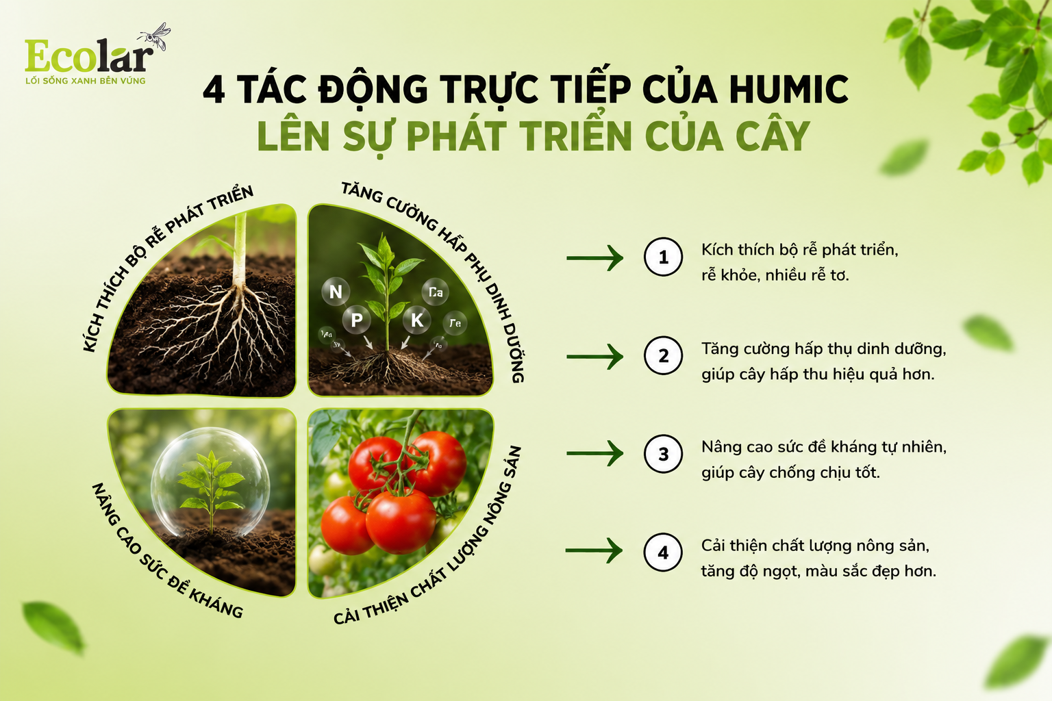 4 Tác Động Trực Tiếp Của Humic Lên Sự Phát Triển Của Cây