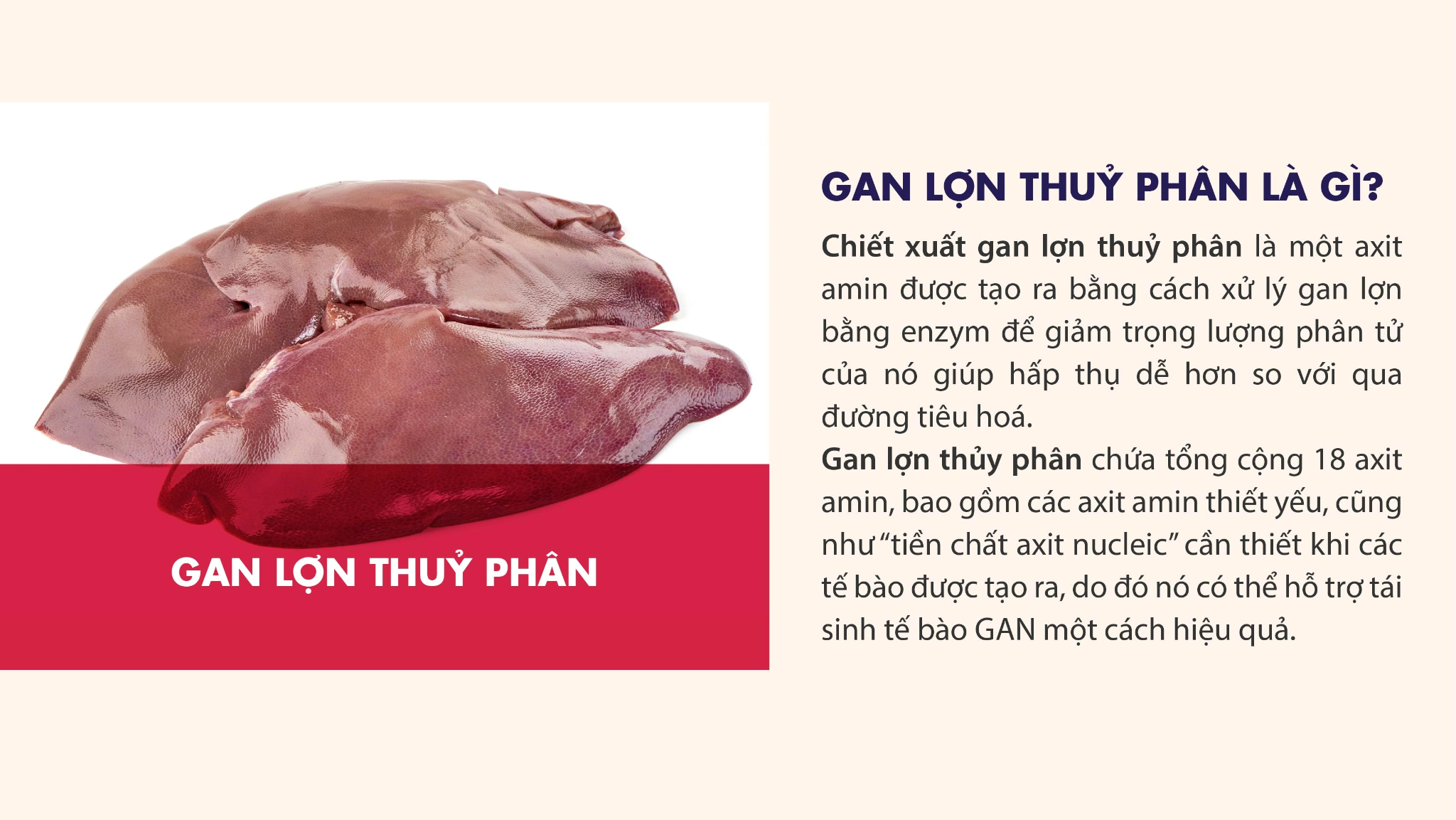 gan-lon-thuy-phan-trong-liver-hydrolyzte-plus-nichiei-asia-la-gi