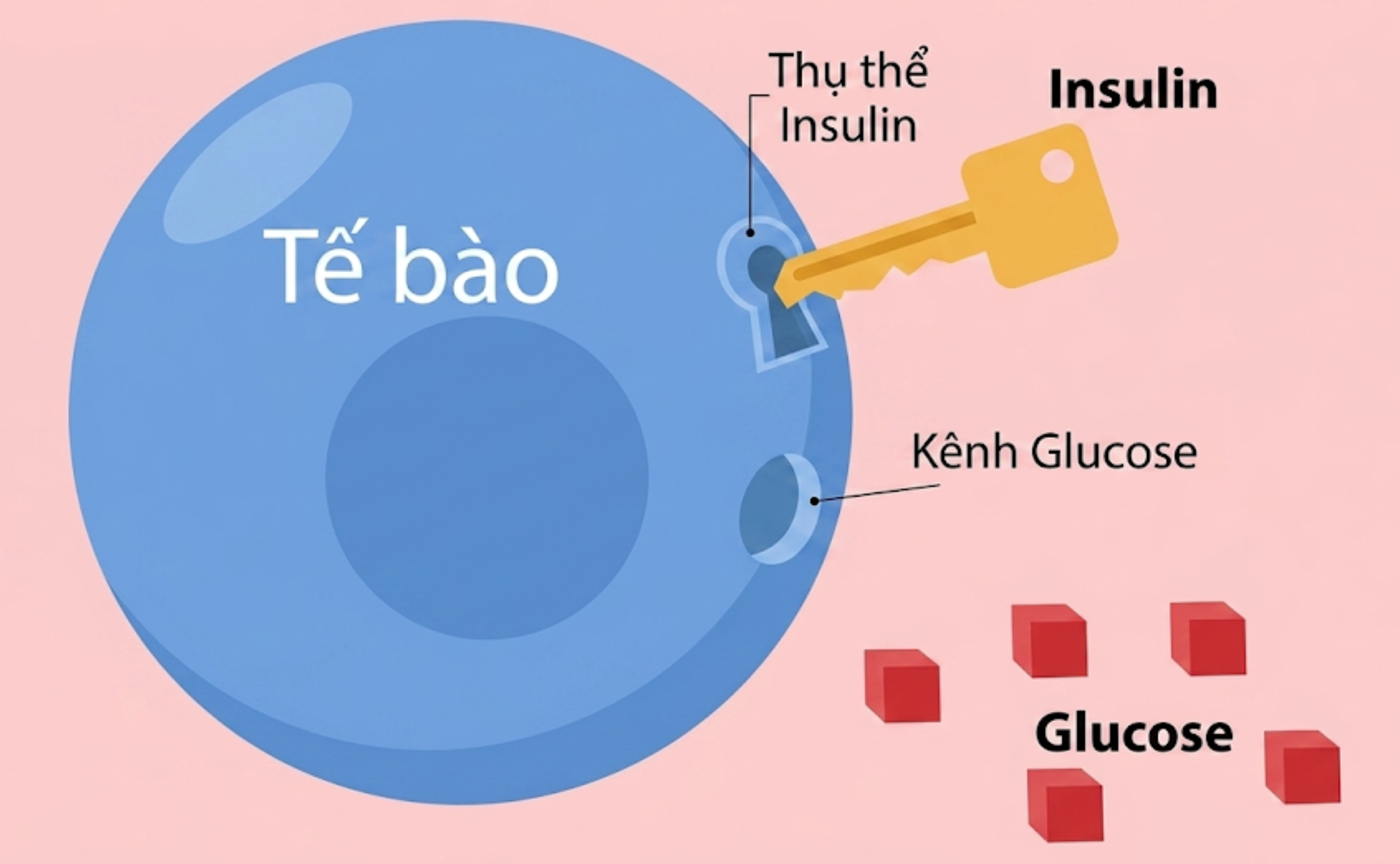 khang-insulin-o-phu-nu-pcos