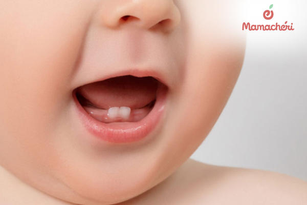 Những mầm răng nhỏ nhú lên đánh dấu bước tiến mới trong khả năng ăn nhai của con