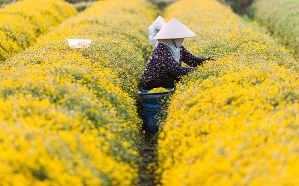 Thu hoạch hoa cúc chi Hưng Yên