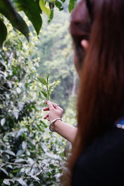 nhận biết chè shan tuyết trên Tây Côn Lĩnh