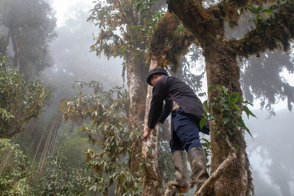 Hái chè shan tuyết hoang dã ở Tây Côn Lĩnh