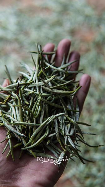 bạch trà shan tuyết 1 tôm cổ thụ Tây Côn Lĩnh